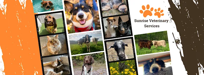 Sunrise Veterinary Services Picture 10