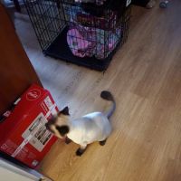 Pine Knoll Veterinary Clinic ico