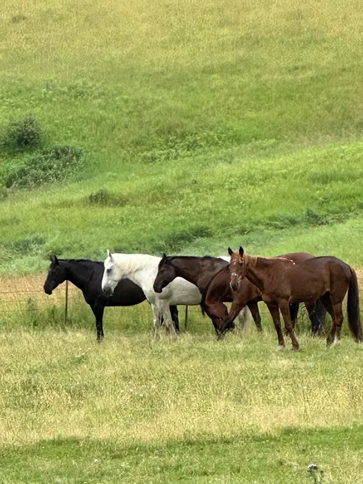 Dells Equine Veterinary Service Picture 1