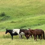 Dells Equine Veterinary Service