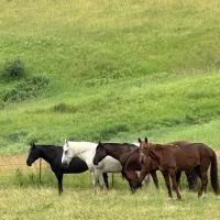 Dells Equine Veterinary Service ico