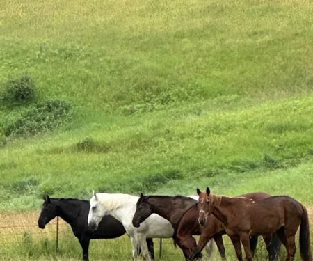 Dells Equine Veterinary Service