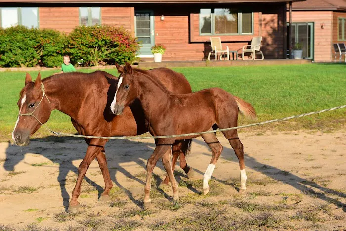 Dells Equine Veterinary Service Picture 3