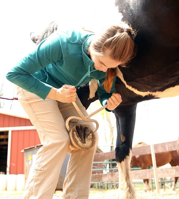 Dells Equine Veterinary Service Picture 9