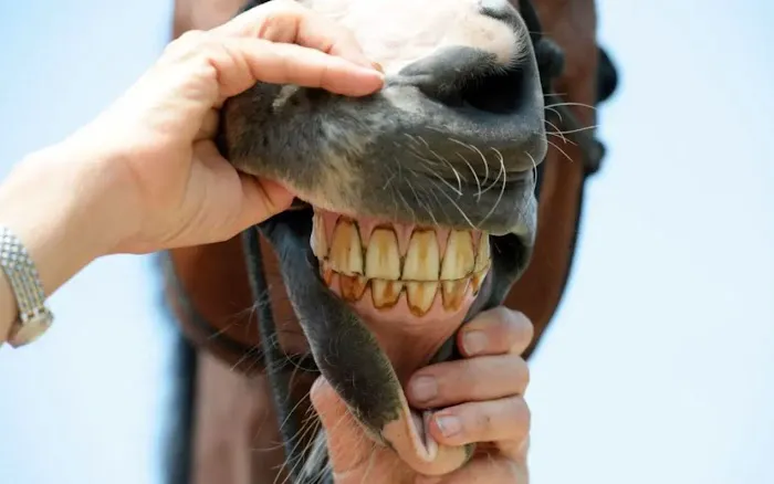Dells Equine Veterinary Service Picture 7