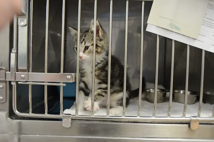 Tender Care Animal Hospital LLC Picture 10