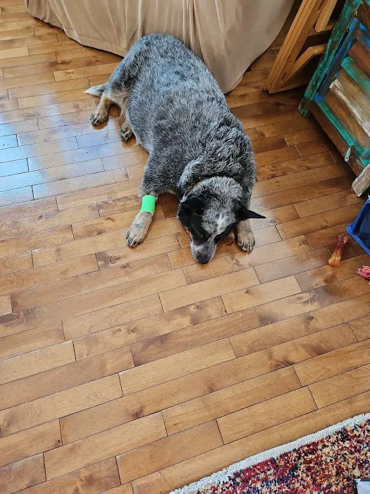 Southwest Veterinary Services, S.C. Picture 5