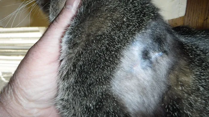 Southwest Veterinary Services, S.C. Picture 9