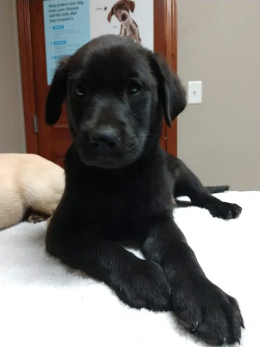 Barnesville Animal Clinic Picture 9