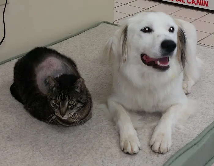 Grand Haven Animal Hospital Picture 2