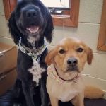 Grand Haven Animal Hospital