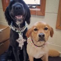 Grand Haven Animal Hospital ico