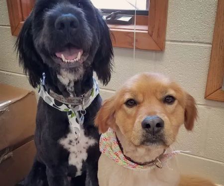 Grand Haven Animal Hospital