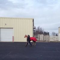 West Michigan Veterinary Service ico