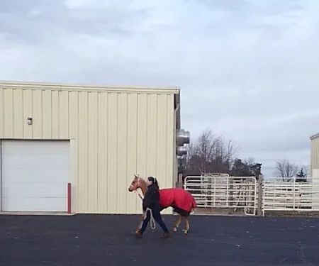 West Michigan Veterinary Service
