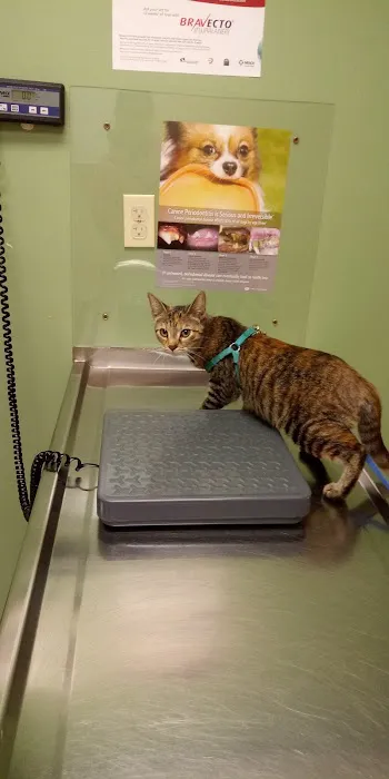 West Michigan Veterinary Service Picture 8