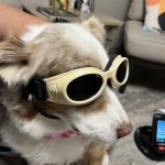 Parkdale Veterinary Wellness Center