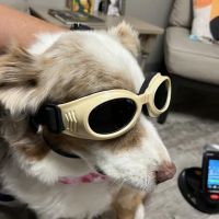 Parkdale Veterinary Wellness Center ico