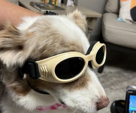 Parkdale Veterinary Wellness Center