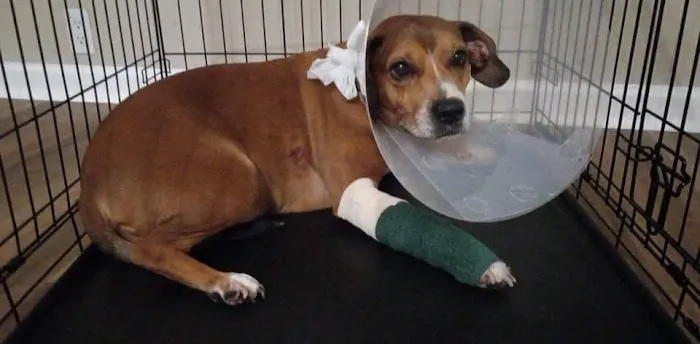 Burke County Animal Hospital Picture 2