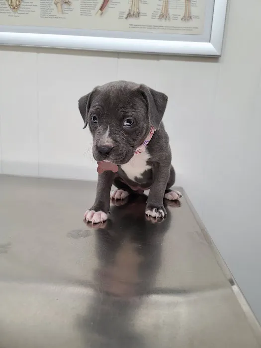 Burke County Animal Hospital Picture 1
