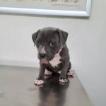 Burke County Animal Hospital