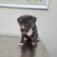 Burke County Animal Hospital ico