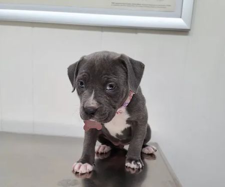 Burke County Animal Hospital