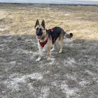 Ogeechee Veterinary Associates PC ico