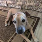 Snapfinger Creek Animal Hospital