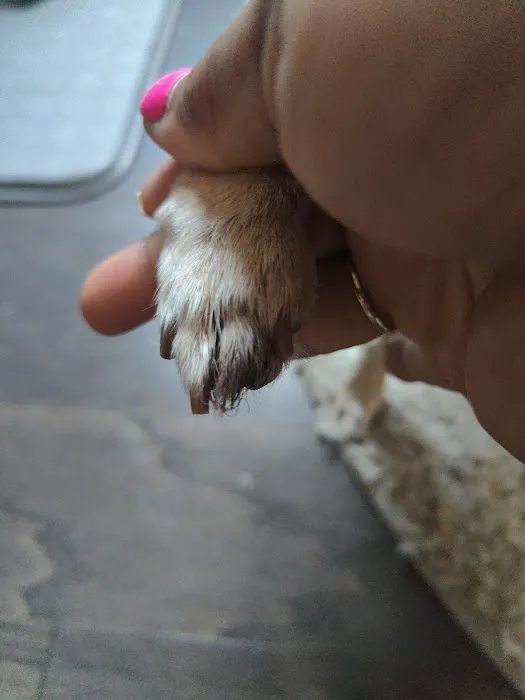 Snapfinger Creek Animal Hospital Picture 5