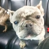 Coral Sands Animal Hospital ico