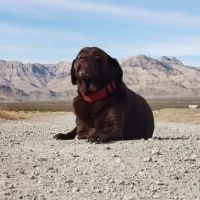 East Lake Veterinary Hospital ico