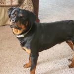 The Healthy Pet Veterinary Clinic