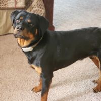 The Healthy Pet Veterinary Clinic ico