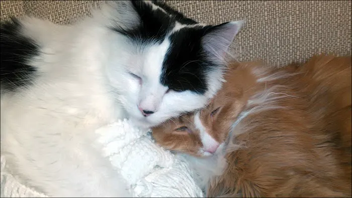 Collier Animal Hospital Picture 2