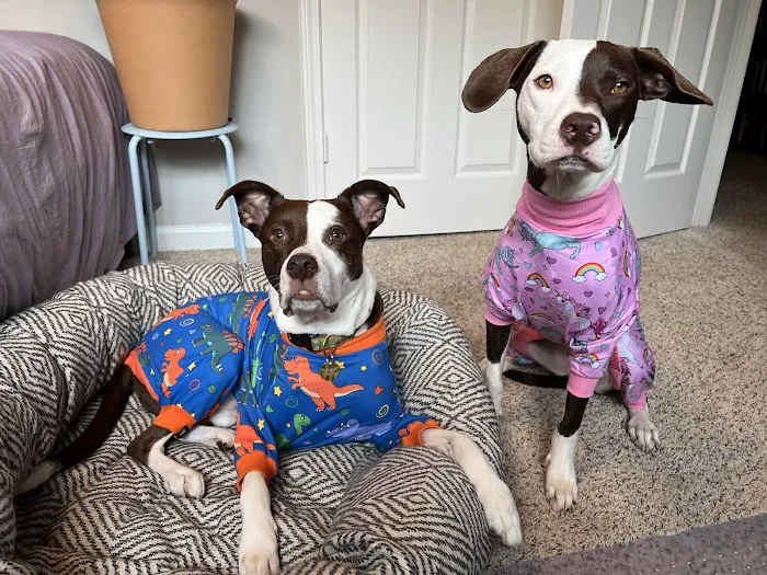 Collier Animal Hospital Picture 8