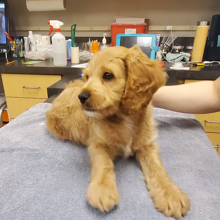 Petwell Veterinary Healthcare Picture 3