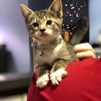 Petwell Veterinary Healthcare ico