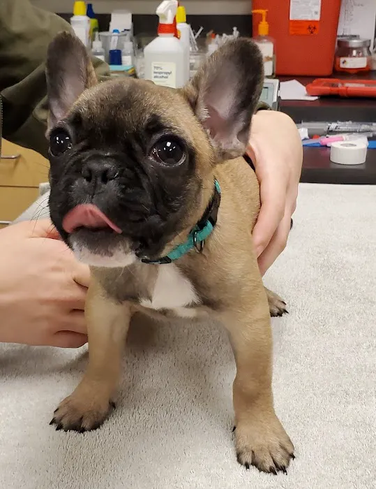 Petwell Veterinary Healthcare Picture 5