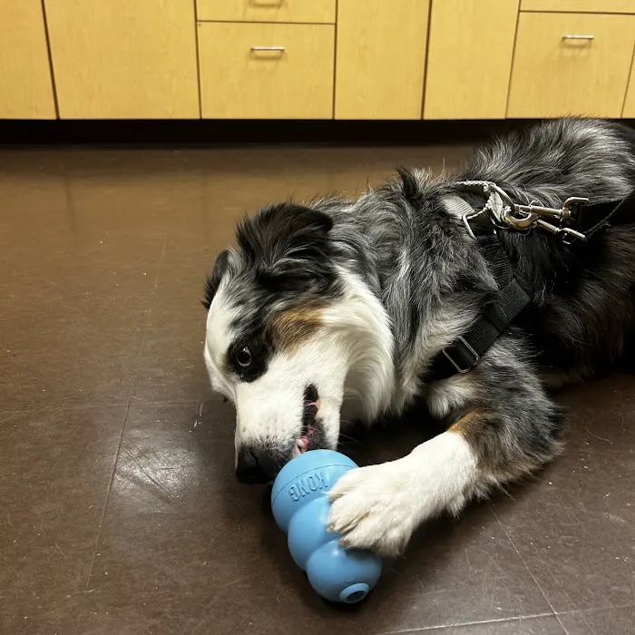 Petwell Veterinary Healthcare Picture 9