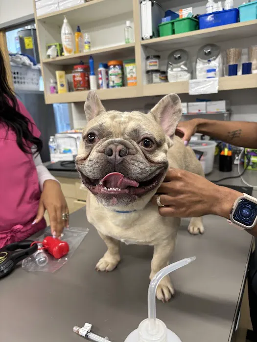 Thrive Pet Healthcare - Midtown Picture 2