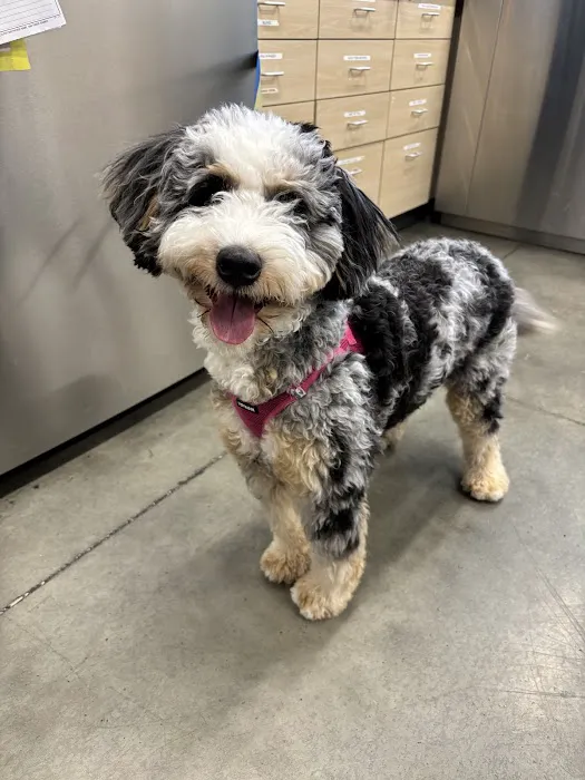 Thrive Pet Healthcare - Midtown Picture 8