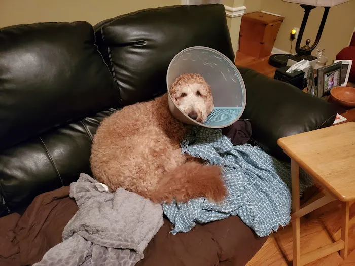 BluePearl Pet Hospital Picture 1