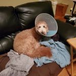 BluePearl Pet Hospital