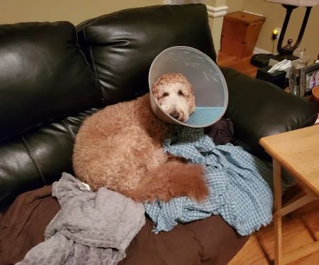 BluePearl Pet Hospital
