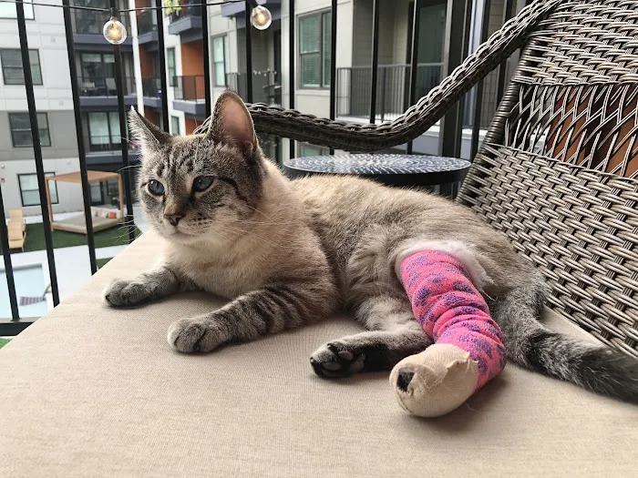 BluePearl Pet Hospital Picture 2