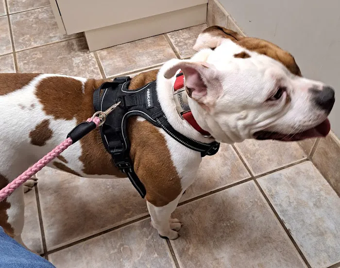 Villa Rica Animal Hospital Picture 5