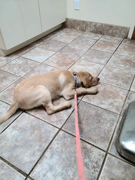 Villa Rica Animal Hospital Picture 9