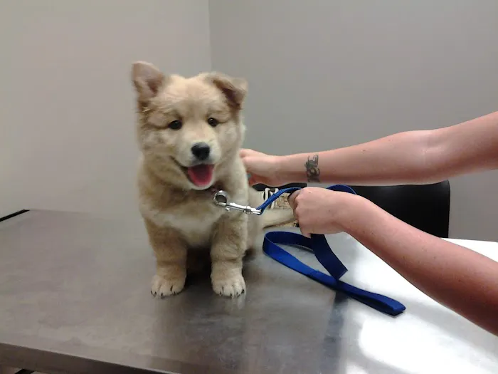 Mirror Lake Animal Hospital Picture 7